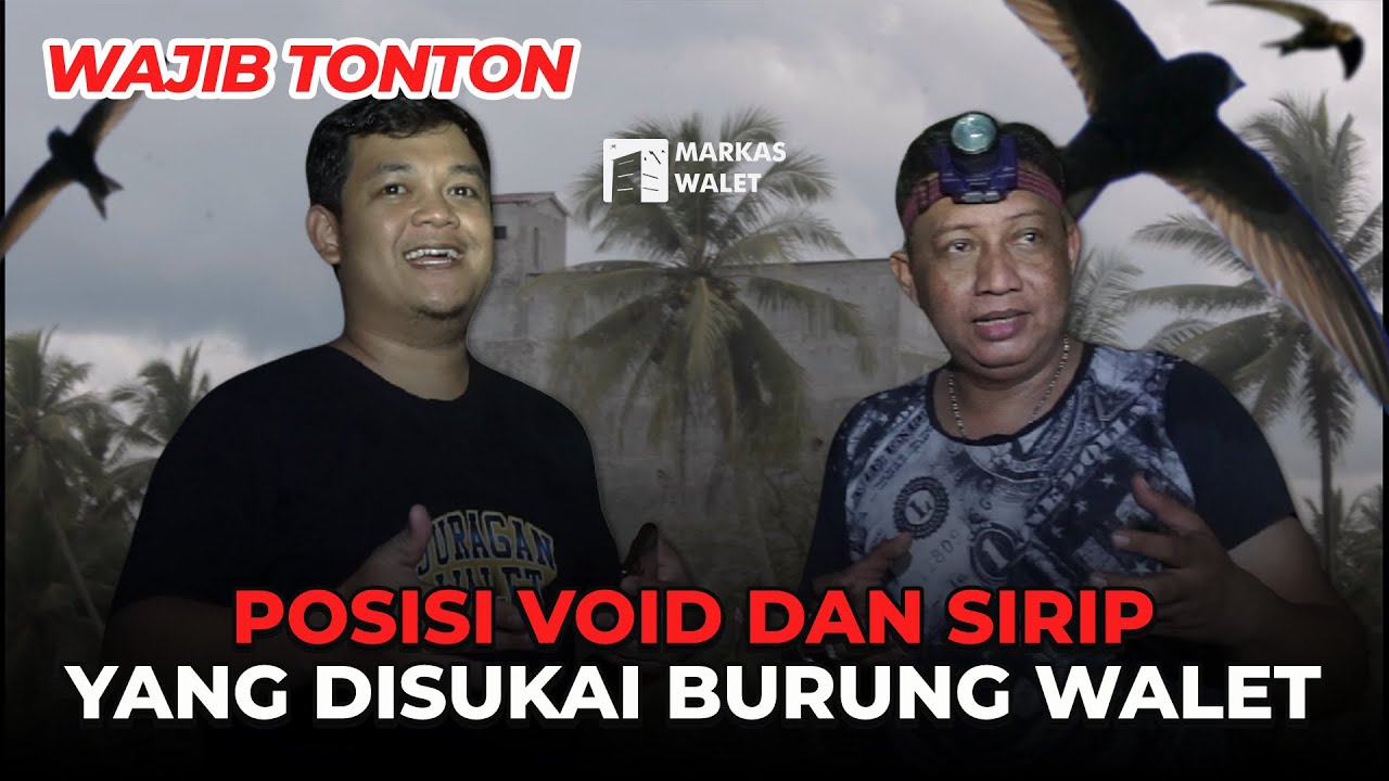 PENJELASAN VOID DAN SIRIP TERBAIK UNTUK PETANI WALET PEMULA!