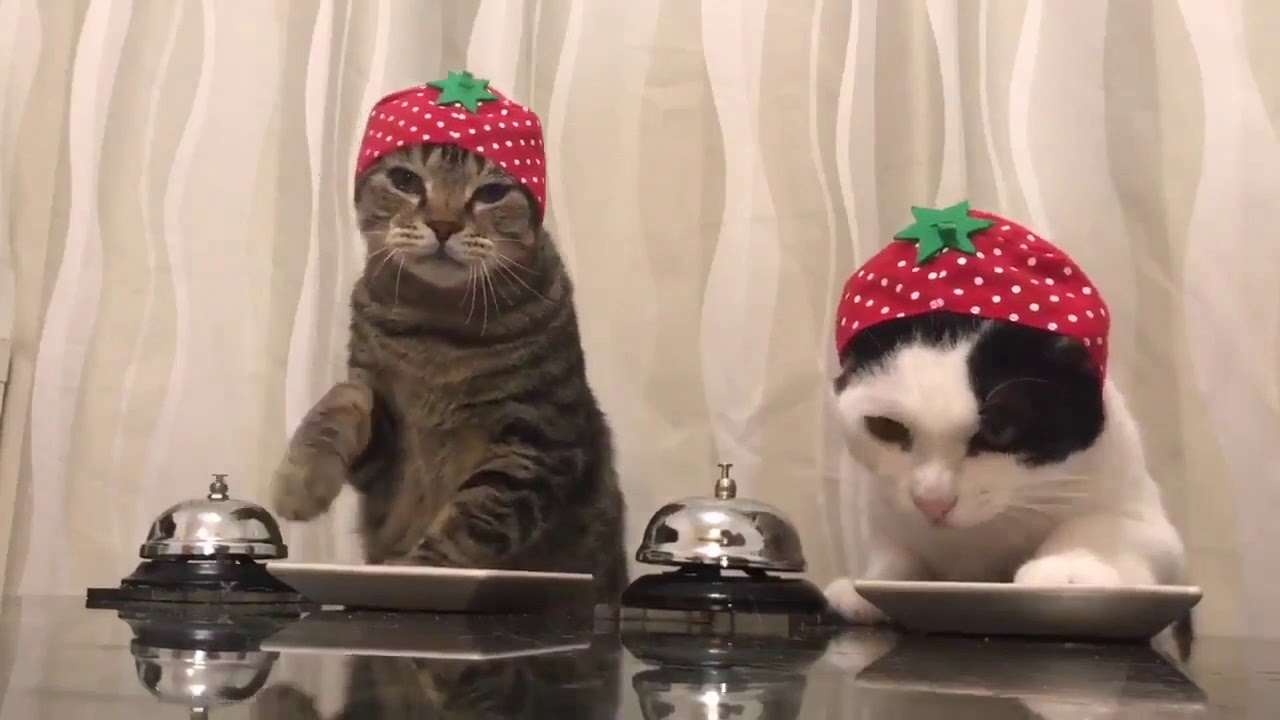 The Cat is on the Table - Fabrizio Il Bohémien - Deep House