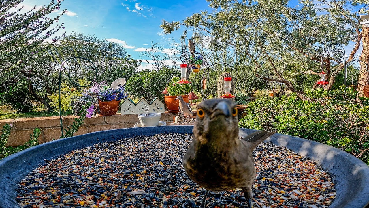 Up Close with a Curve-Billed Thrasher 🐦 Desert Backyard Star