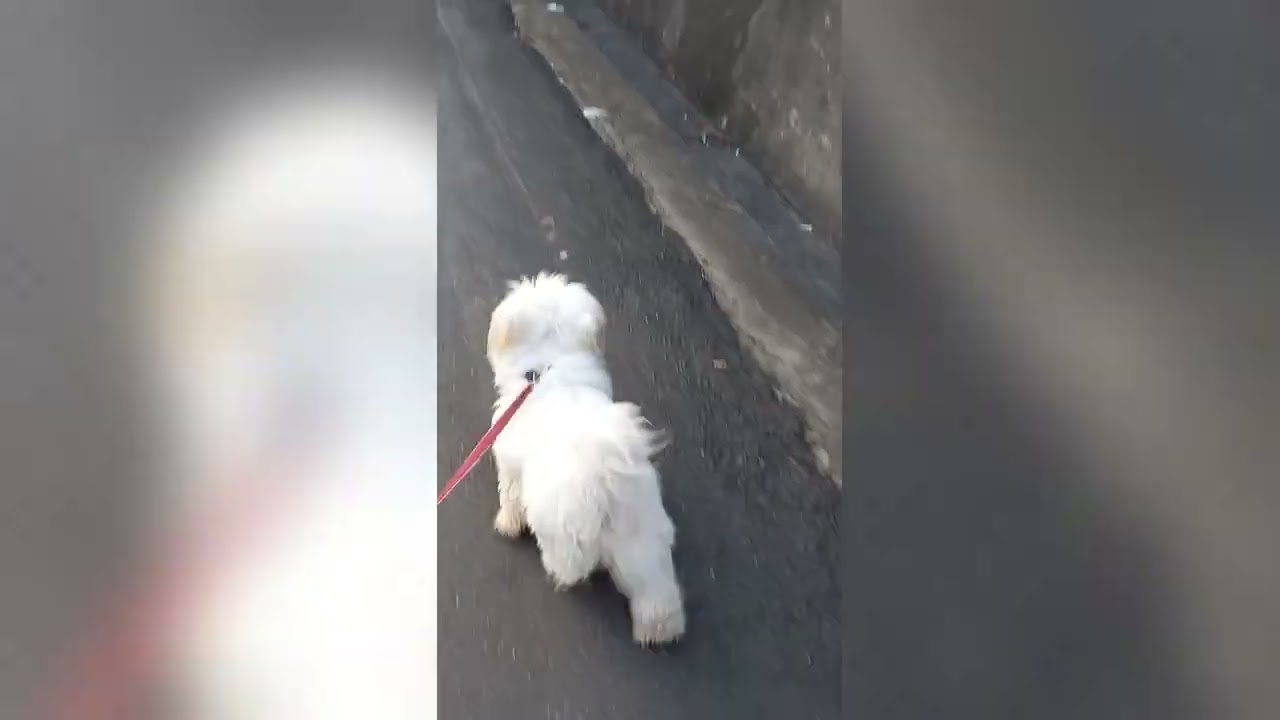 6th day of walking daily routine with stone & chuby | mix vdio's & pix | 2025 dec.. 