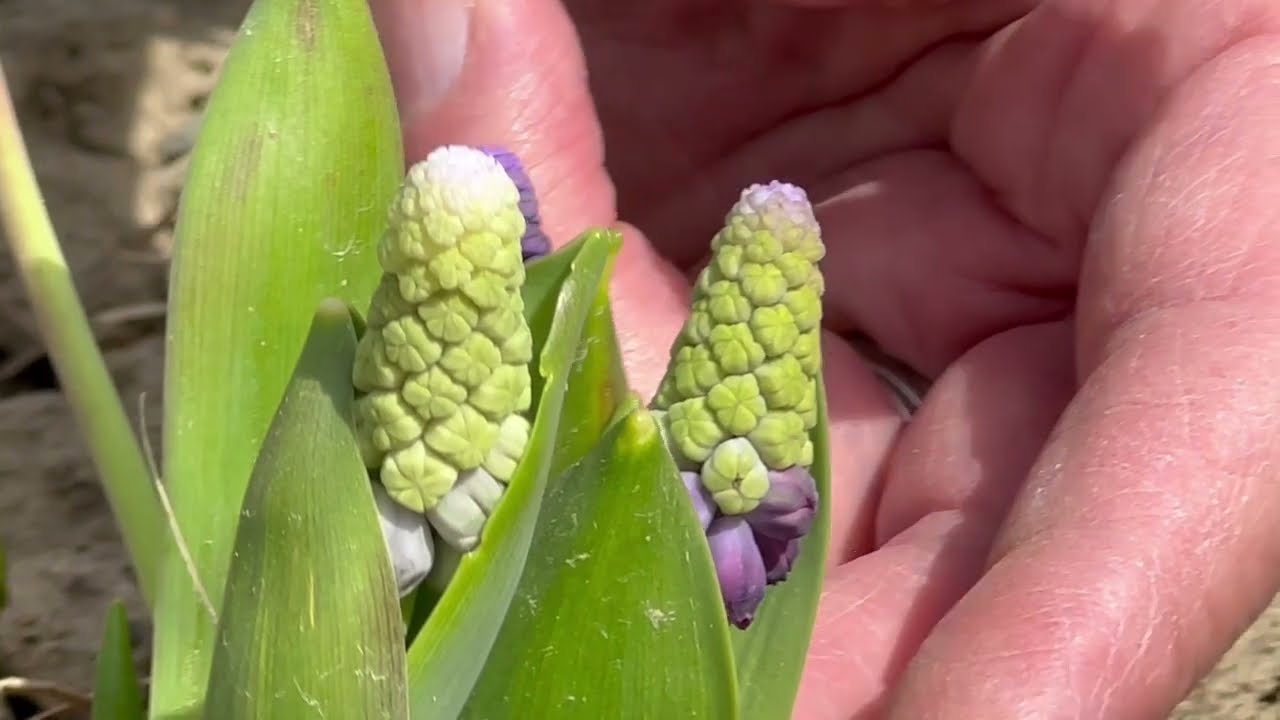 Muscari Latifolium Grape Ice - Bulbs for Fall Planting