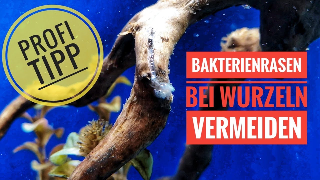 Wie du Wurzeln für dein Aquarium vorbereitest - Profi Tipp