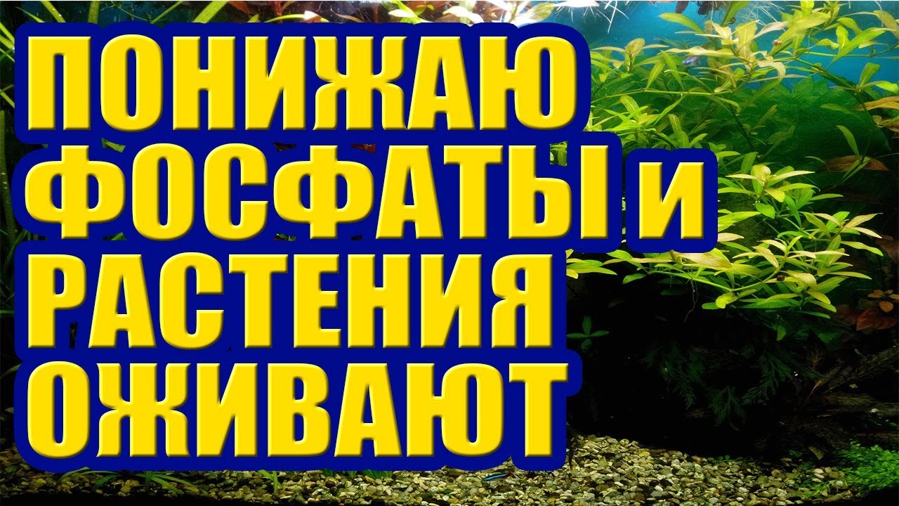 Понижаю Фосфаты в Аквариуме и Растения оживают. Удобрения для Аквариума и Растения