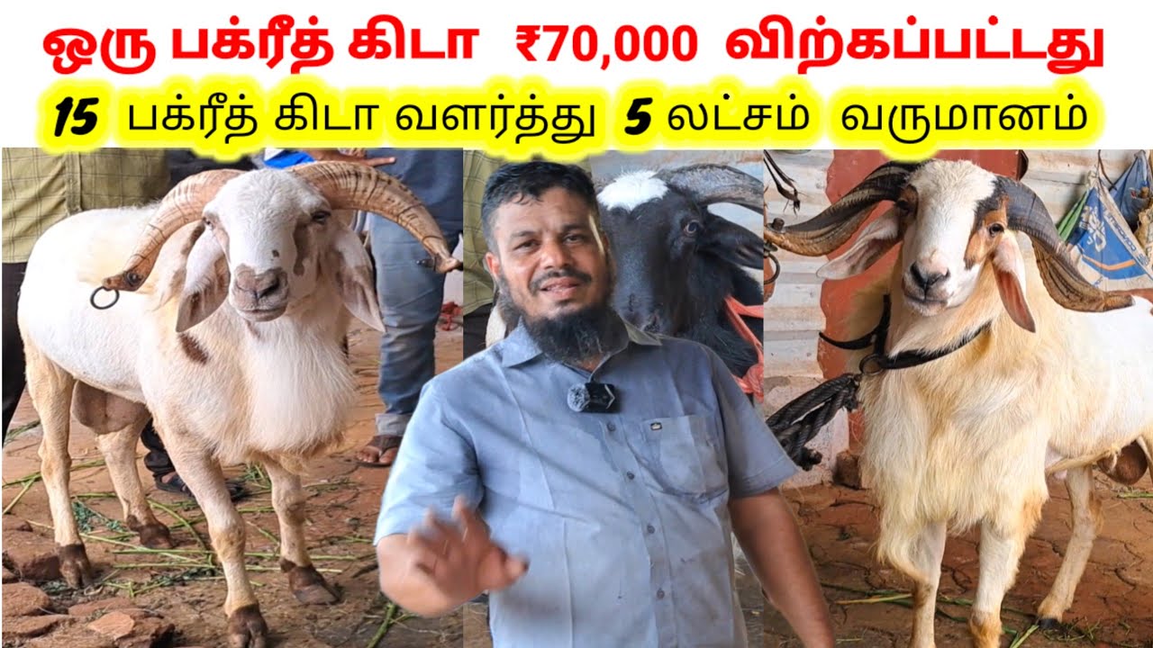 இப்படி அழகான பக்ரீத் கிடாய்  பார்த்திருக்கிறீர்களா / 15 கிடா வளர்ப்பு வருடம்  5 லட்சம் வருமானம் !!