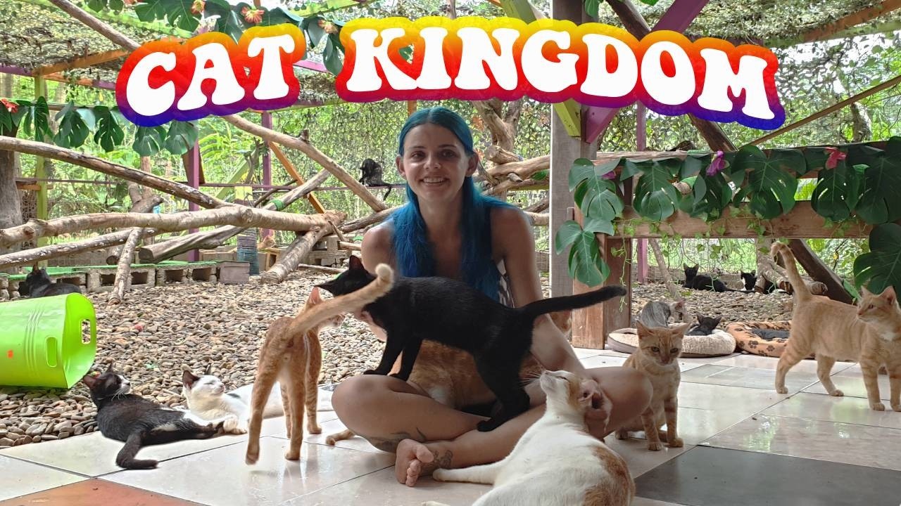 Woman Saves 100s Of Cats And Builds A Cat Kingdom FULL TOUR PART 1