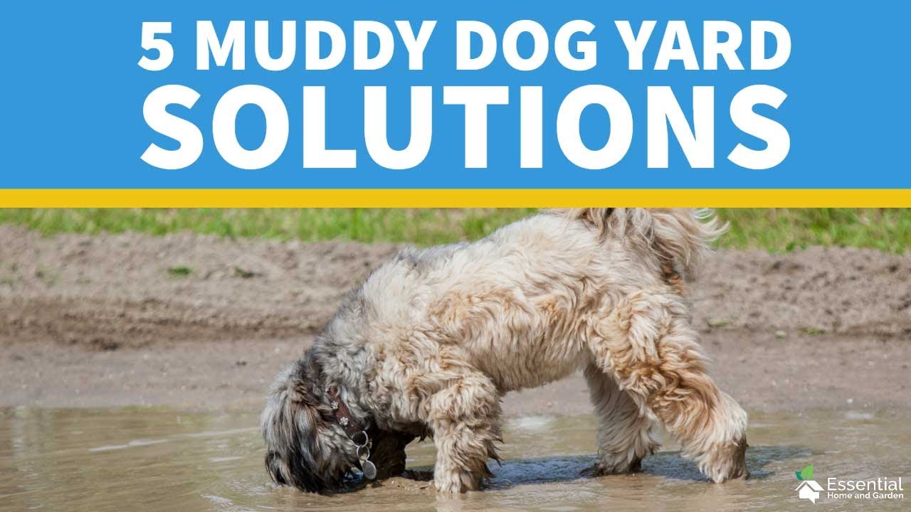 5 Muddy Dog Yard Solutions - How To Fix It and Stop Your Dog Brining Mud Inside