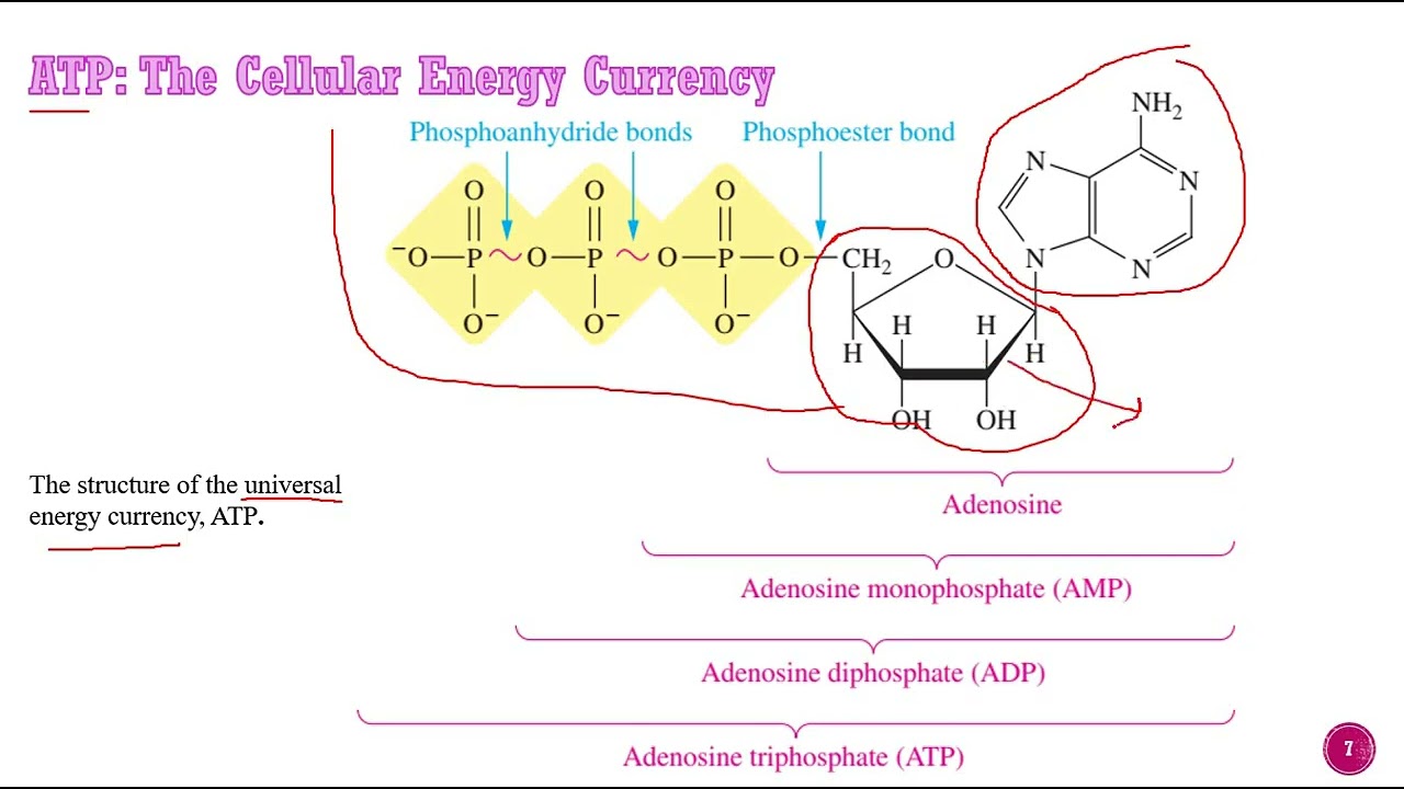 L6... Carbohydrate Metabolism