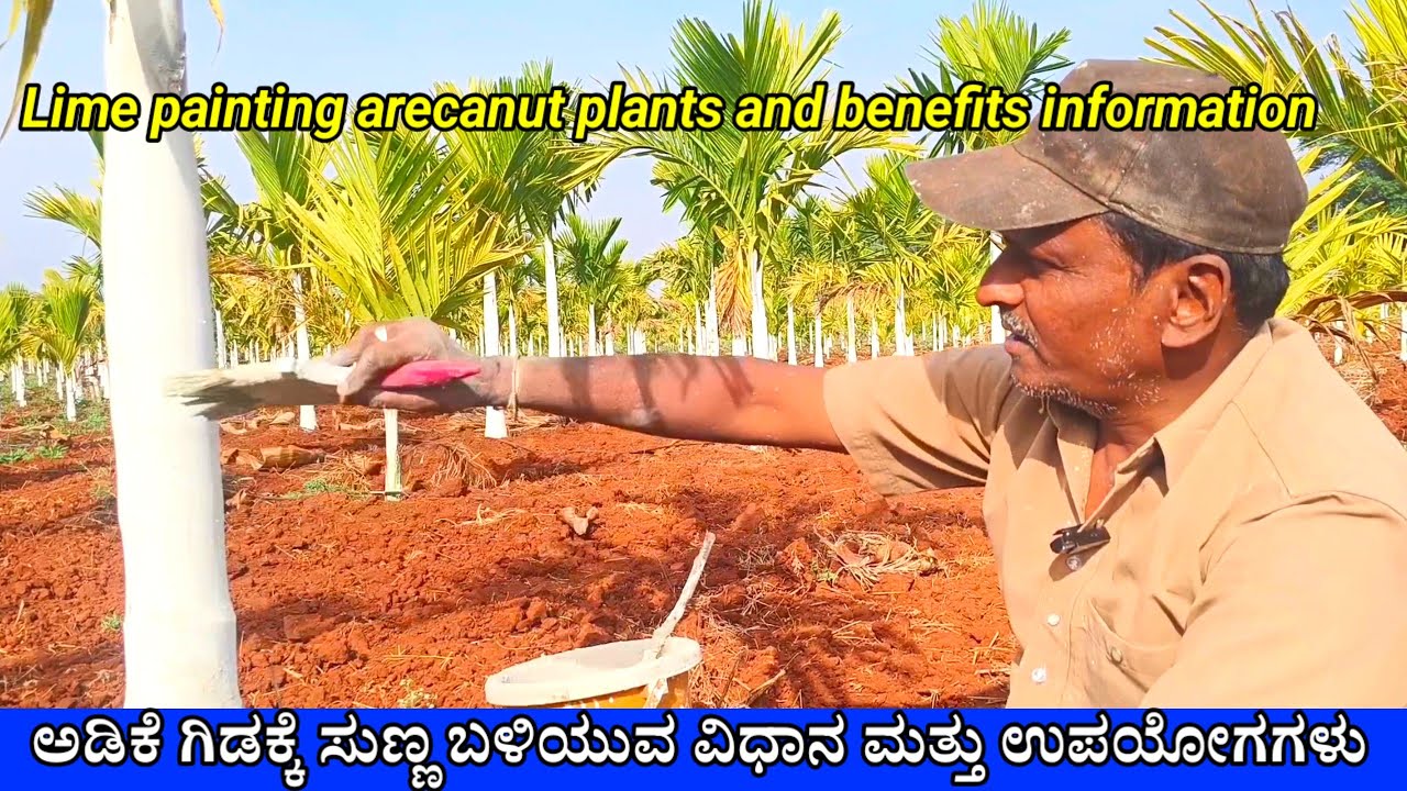 ಅಡಿಕೆ ಗಿಡಕ್ಕೆ ಸುಣ್ಣ ಹೊಡೆಯುವ ವಿಧಾನ.adikege sunna hodeyuva vidhana.ಅಡಿಕೆ ತೋಟ ಮಾಹಿತಿ | arecanut farming