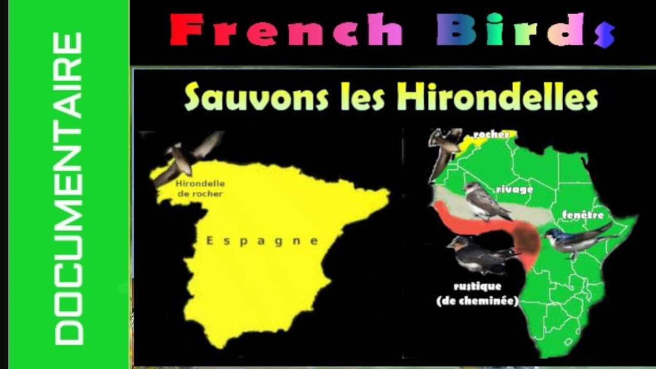 DOCUMETAIRE - HIRONDELLES et leur lieu d'HIVERNAGE