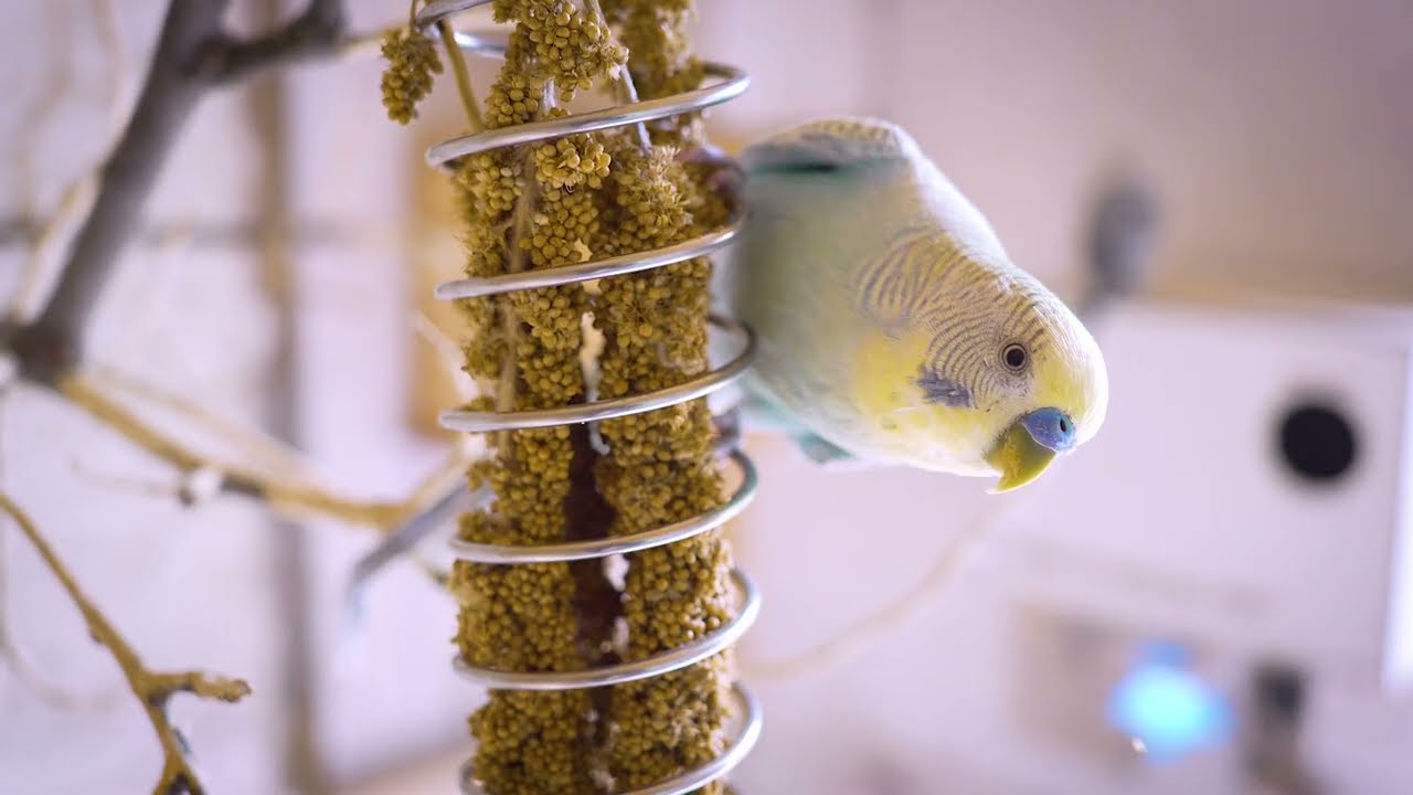 Unbelievable Parakeet Sounds: 9 Hours of Melodic Bird Singing