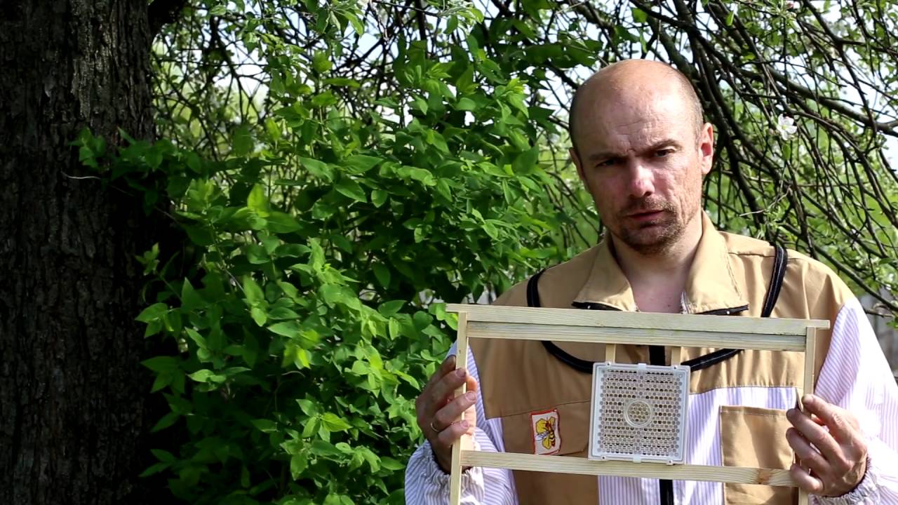 Вывод маток Buckfast F1 Central Anatolica