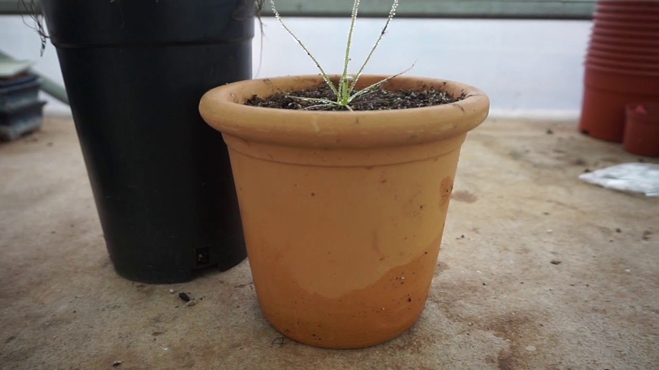 Los FALLOS más comunes con Drosophyllum lusitanicum