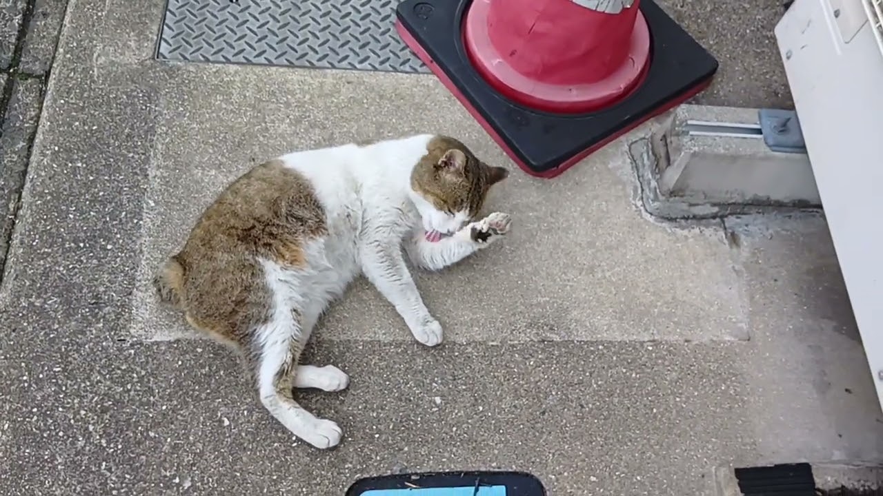 猫がペロペロしています。