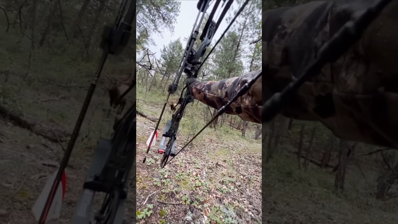 face to face with bow hunting deer down 🦌🏹