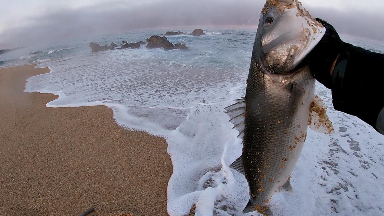 sea bass - mar grande grandes robalos