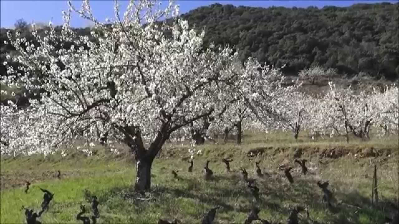 Cerezos en flor, Corullón. El Bierzo