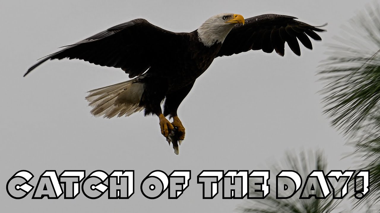 SWFL Eagles- A Mother’s Soaring Love: F23 Provides for Her Eaglets 