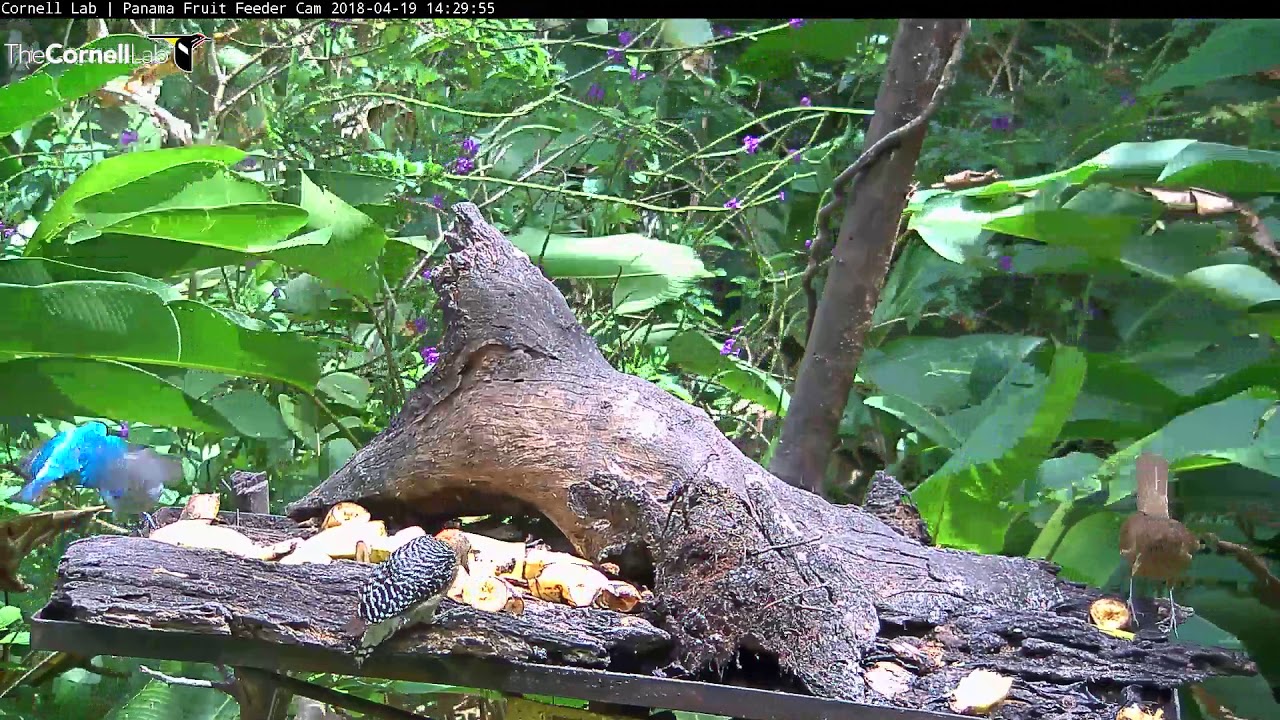 Great Species Diversity On Panama Fruit Feeder Cam At Canopy Lodge – April 19, 2018