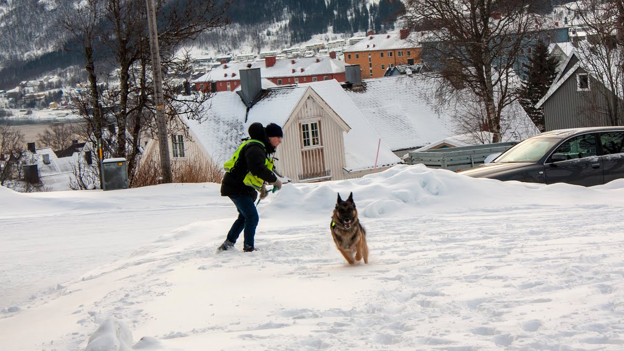 Narvik VGS - Demonstrasjon med redningshund for ambulansefag 1. februar 2022