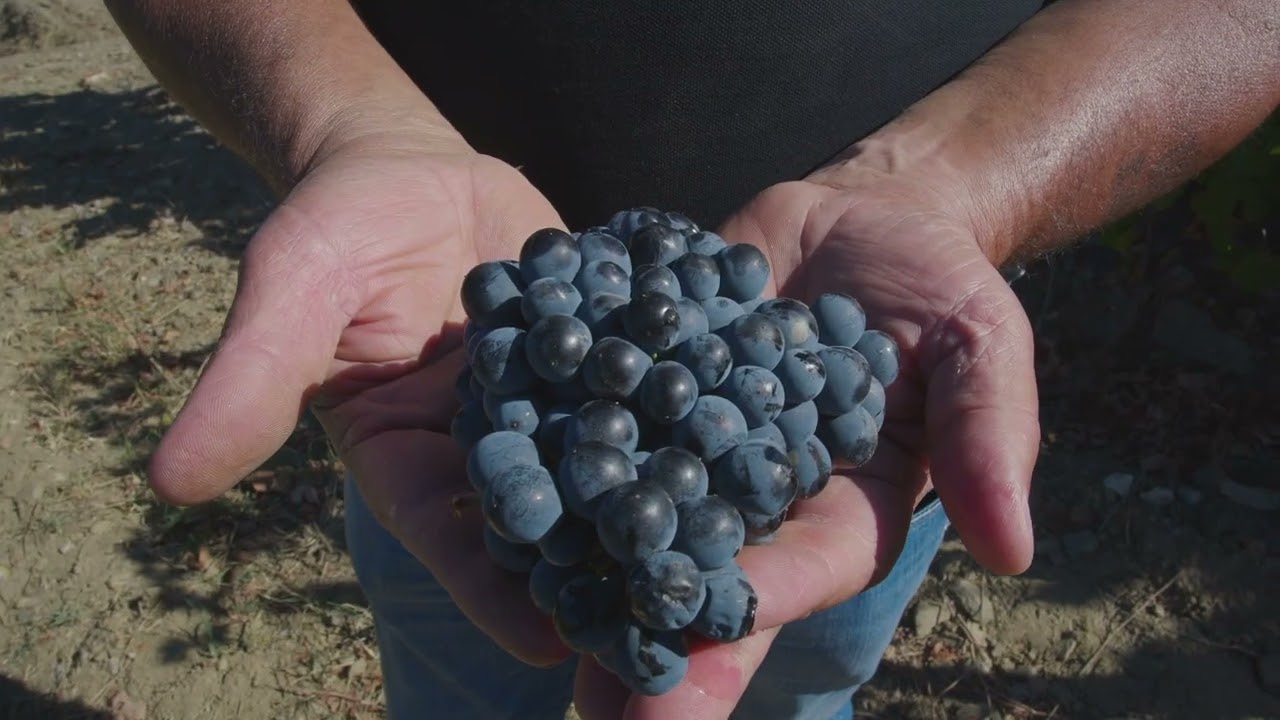 Warre's Quinta da Cavadinha Vintage Port