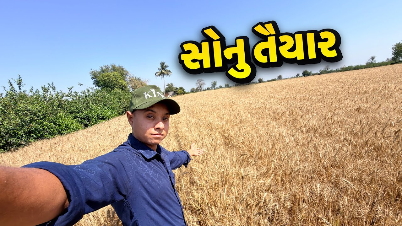 ઘઉં 🌾 તૈયાર થઈ ગયા 