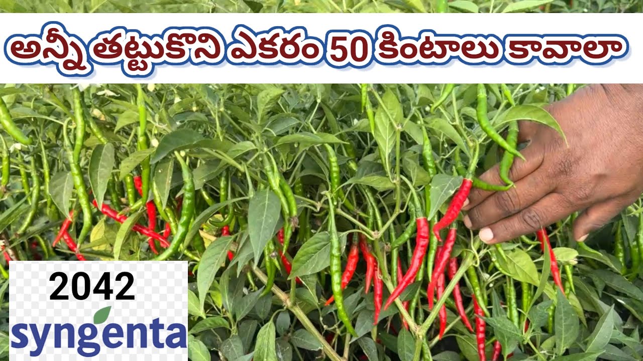 #mirapalo #topyielding #teja #2042 #syngenta #50kintals #mirchi @-PANTALEPRANADHARAM
