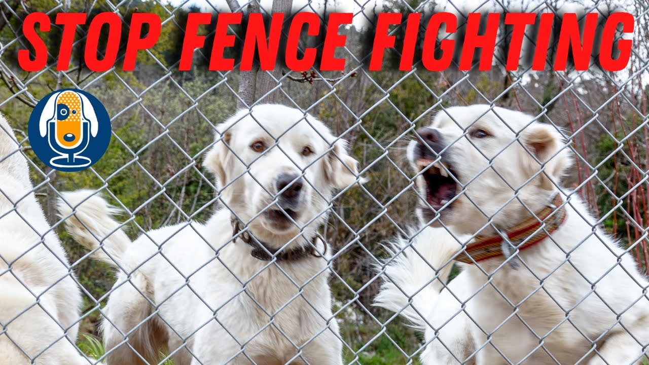 Barrier Frustration: Help for Fence Fighting, Leash Reactivity and Window Guarding #88