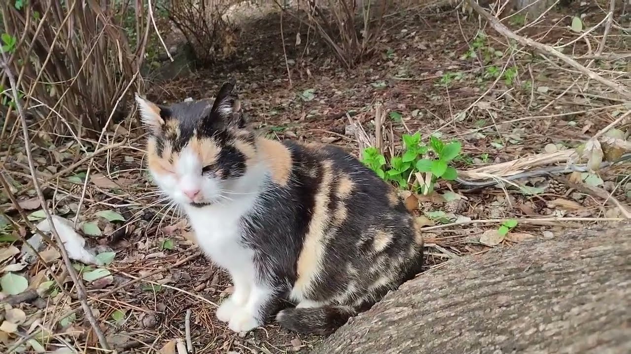 Всем котам масленица! Коты Чёрного моря.