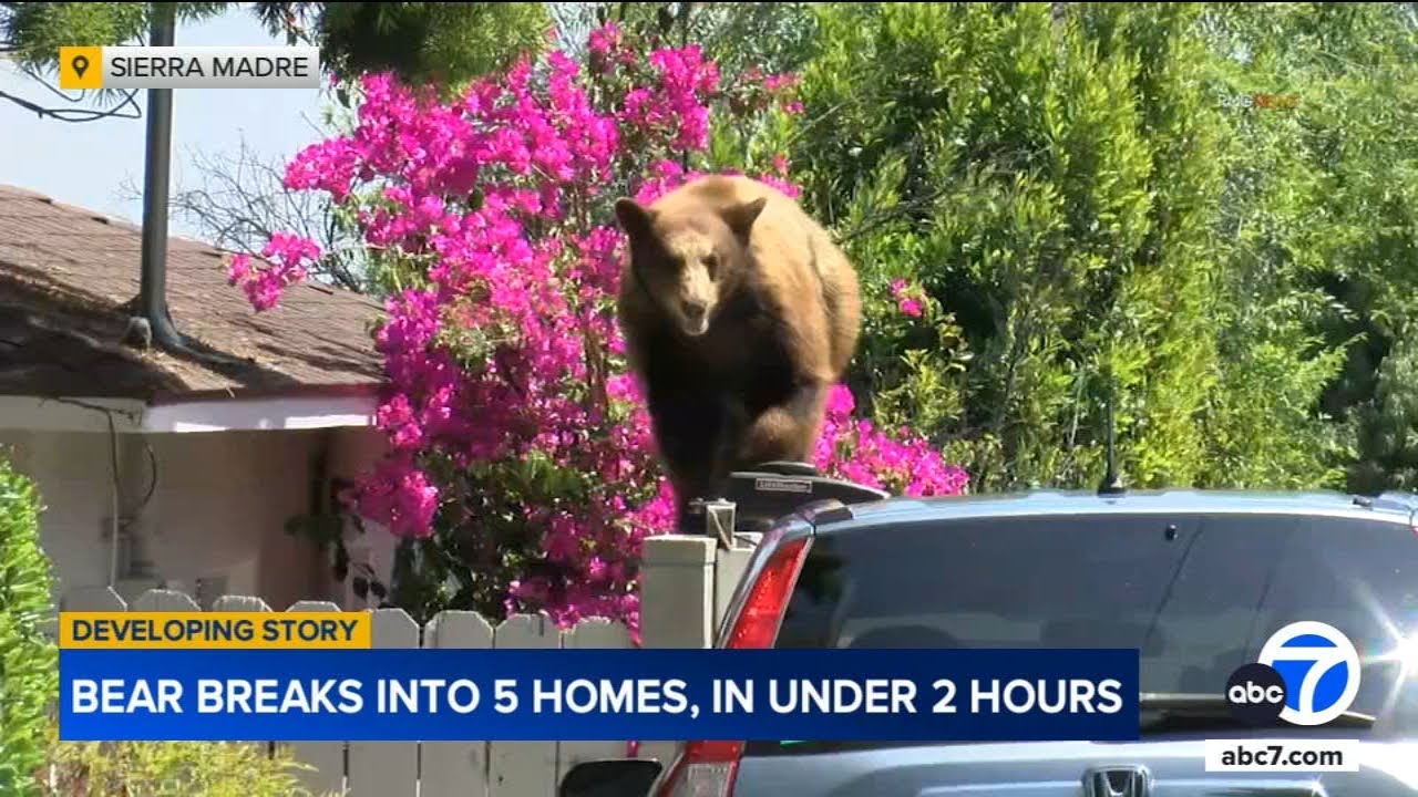 Bear breaks into 5 Sierra Madre homes in under 2 hours