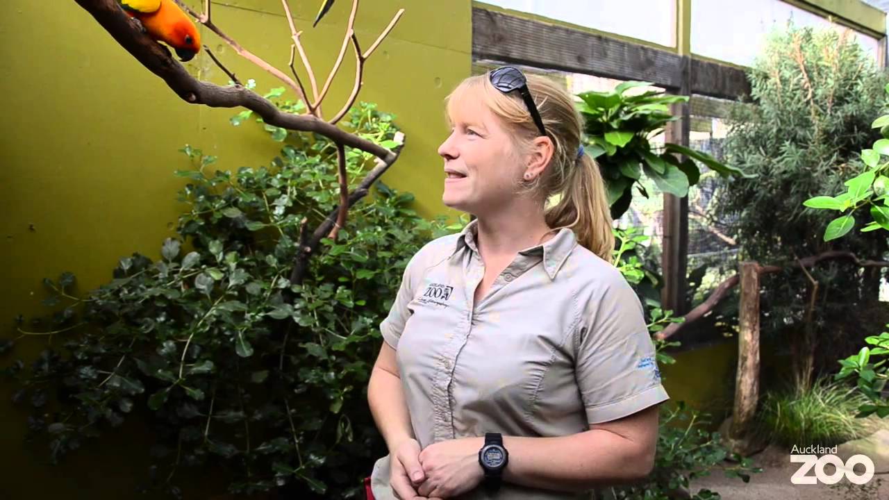 Sun conure at Auckland Zoo