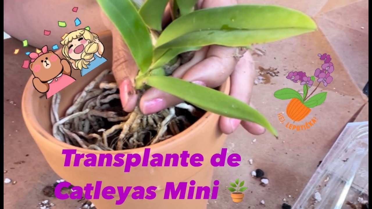 ✅Nuevas Cattleyas de (Sunset Valley Orchids)‼️🪴👩🏻‍🌾
