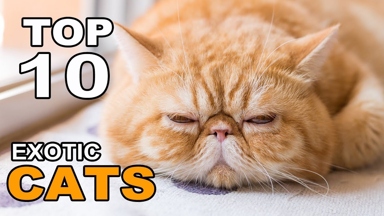 TOP 10 EXOTIC CATS BREEDS