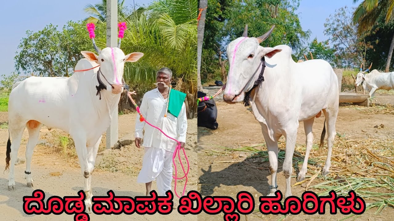 ಸದಪ್ಪ ಮಮದಾಪುರ  ಅವರ ಖಿಲ್ಲಾರಿ ಬೀಜದ ಹೂರಿಗಳು💥 sadapp mamadapur khillar breeding bulls 💫❤️