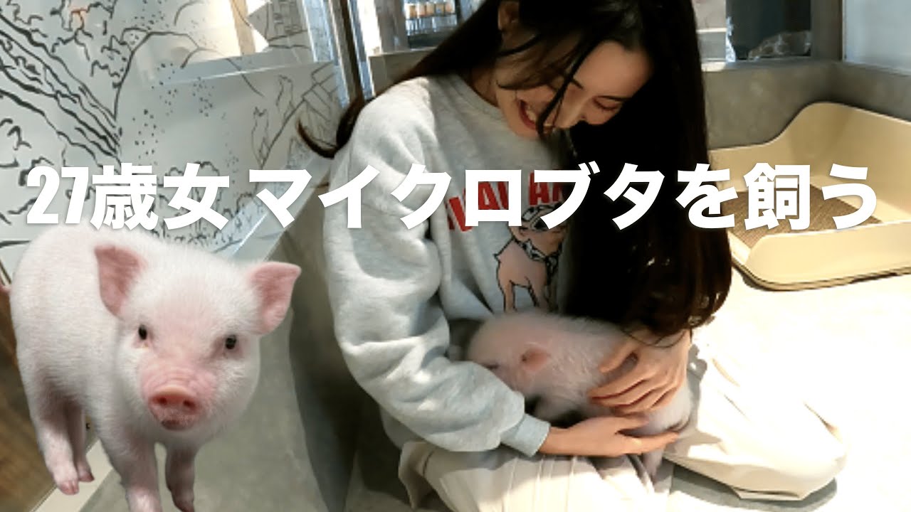 【Daily Vlog】27歳女マイクロブタを飼う