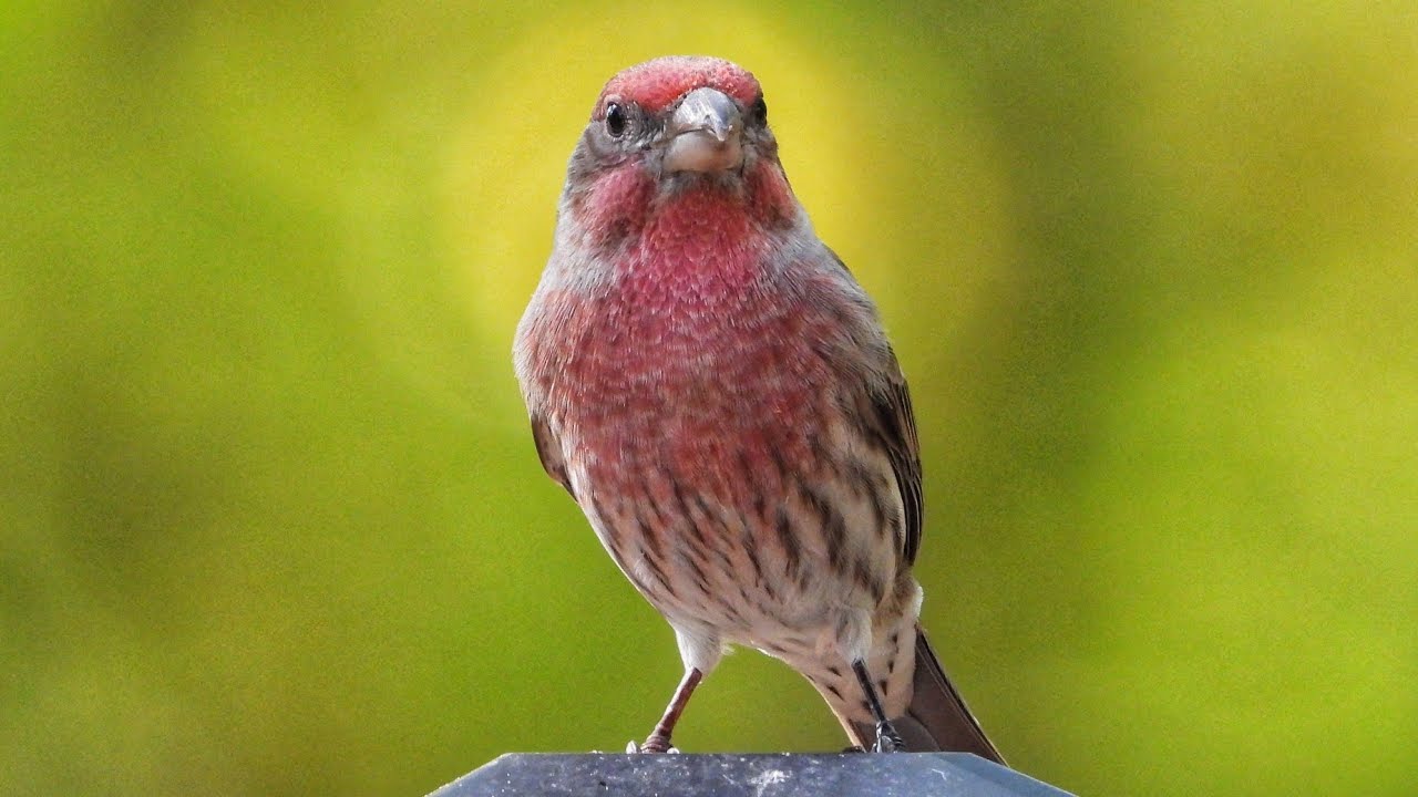 Ferris the Finch (male House Finch) plows through the Safflower Seed Mixture