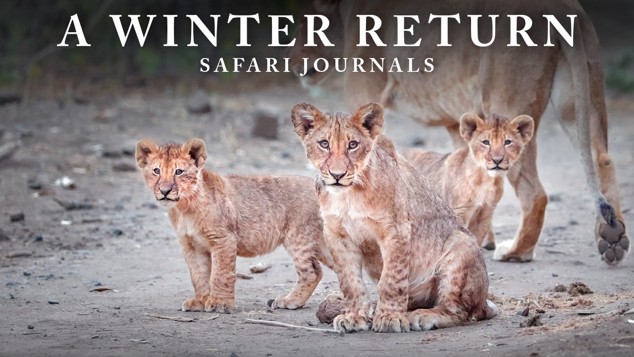 Journals From Mapungubwe National Park (4K)