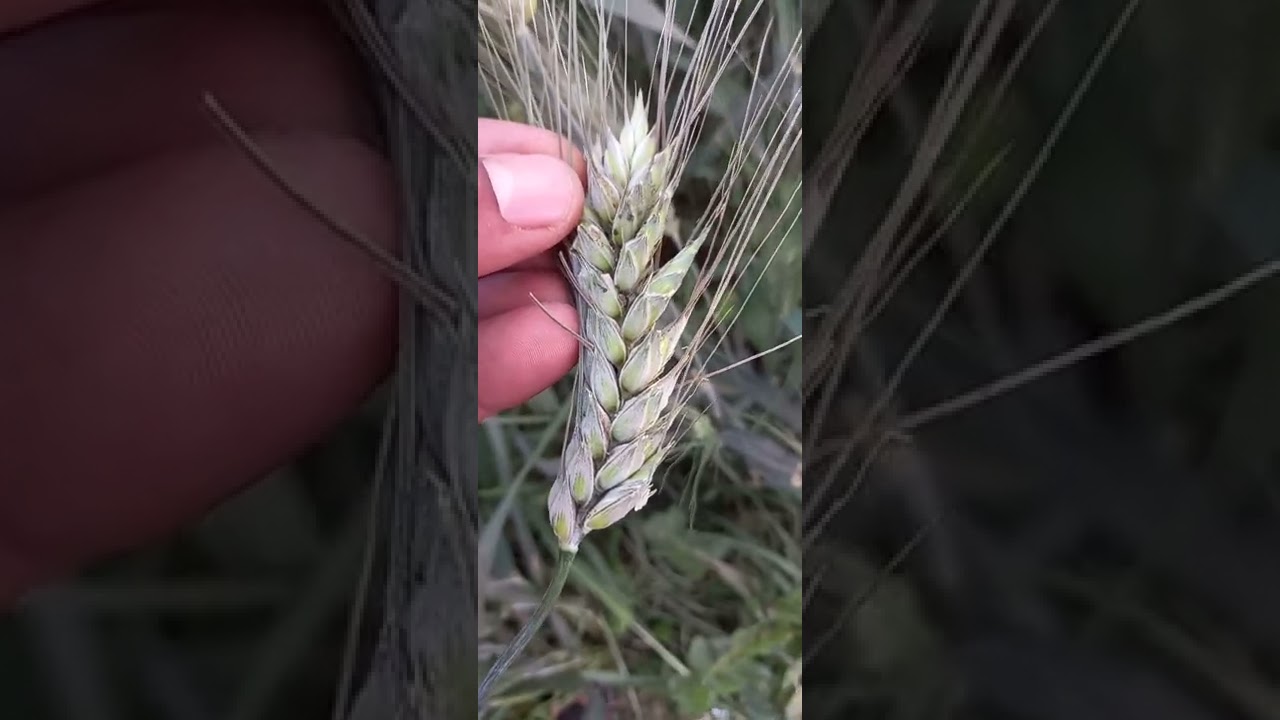 اعراض الاصابة ومكافحة حشرة المن علي محصول القمح