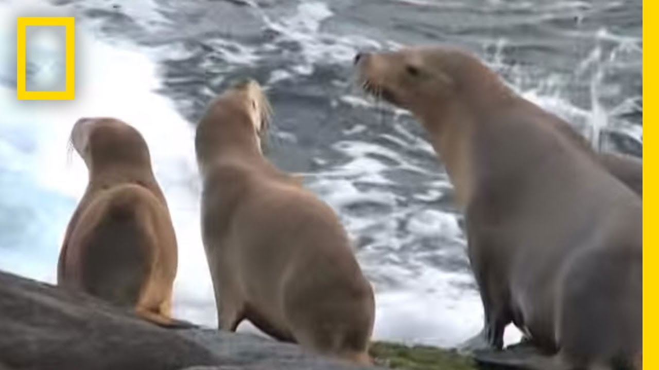 Never Before Seen! Sealion Attacks Octopus | National Geographic