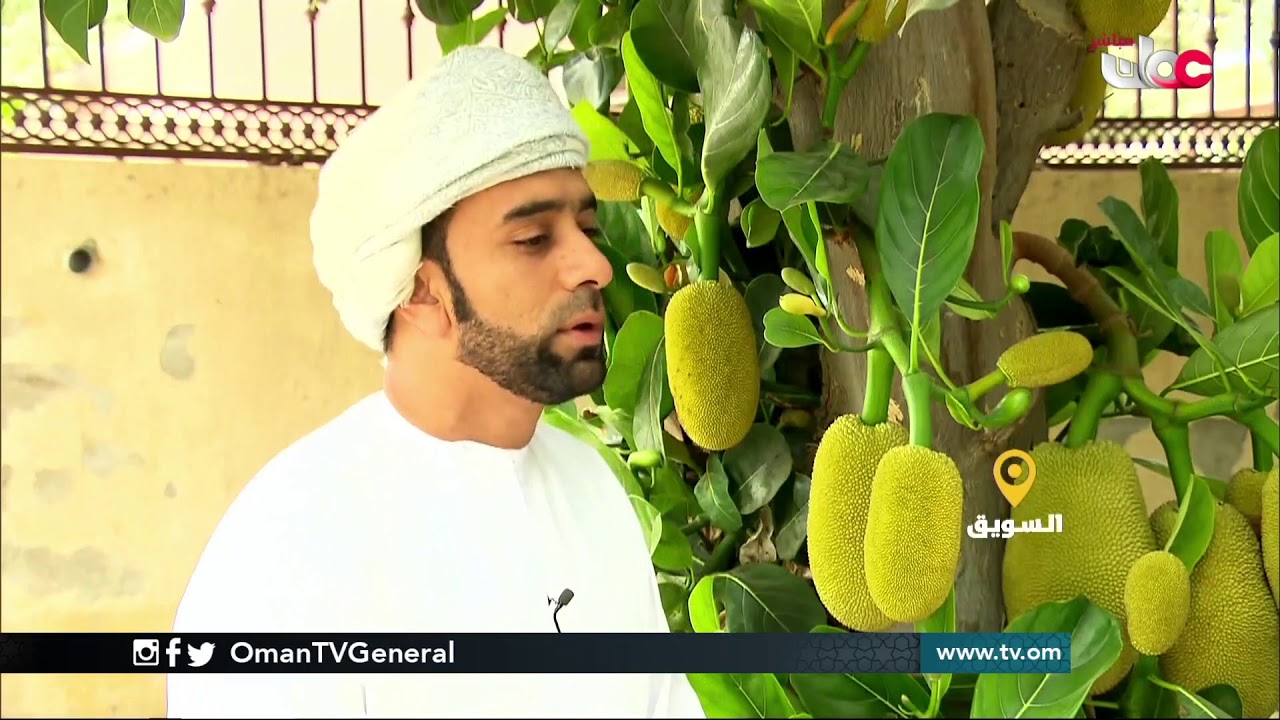 ربط مباشر من ولاية #السويق بمحافظة شمال الباطنة للحديث حول مزارع ينجح في زراعة فاكهة الفنس الاستوائي