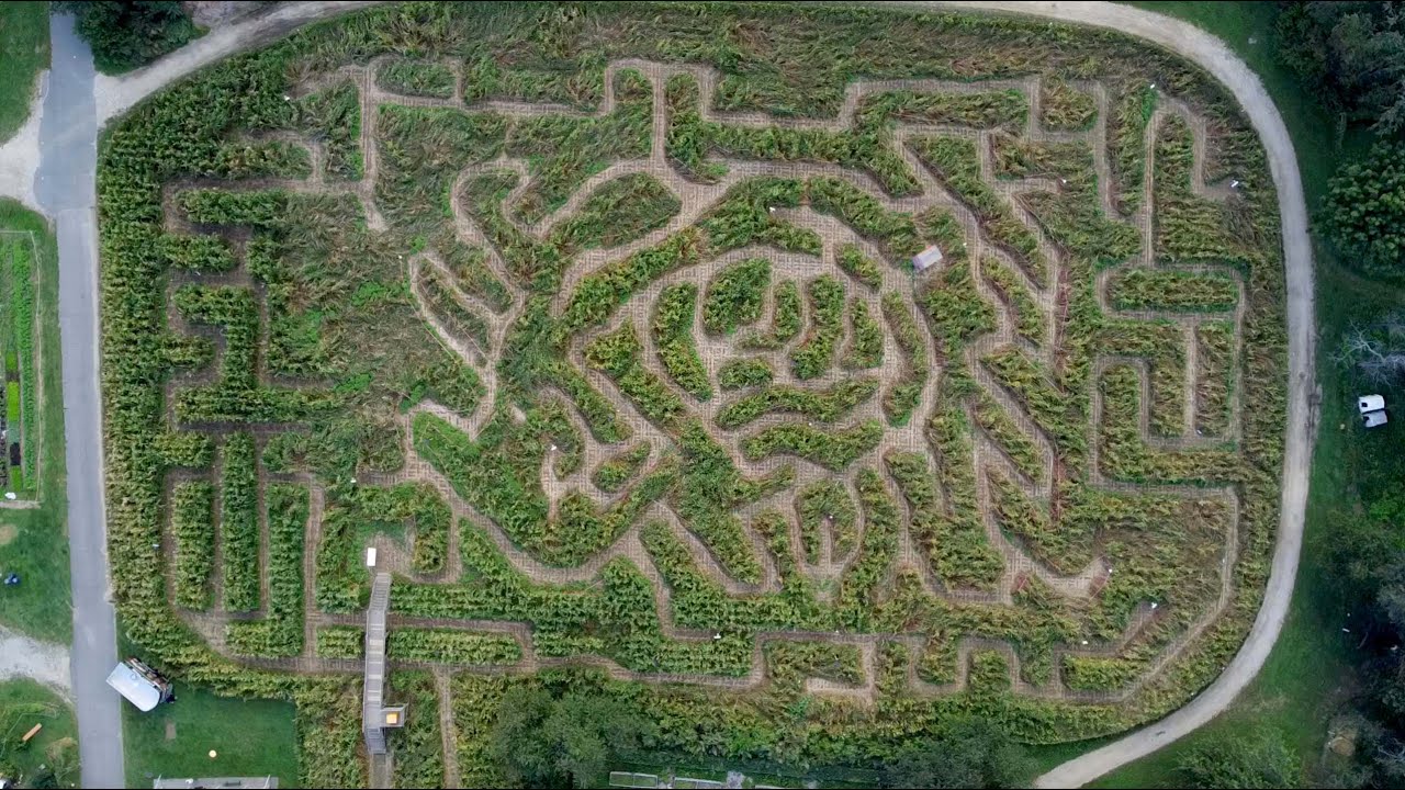 Fun Getting Lost in Corn Maze Queens County Farm Museum Glen Oaks New York NY USA Drone Gotham Point