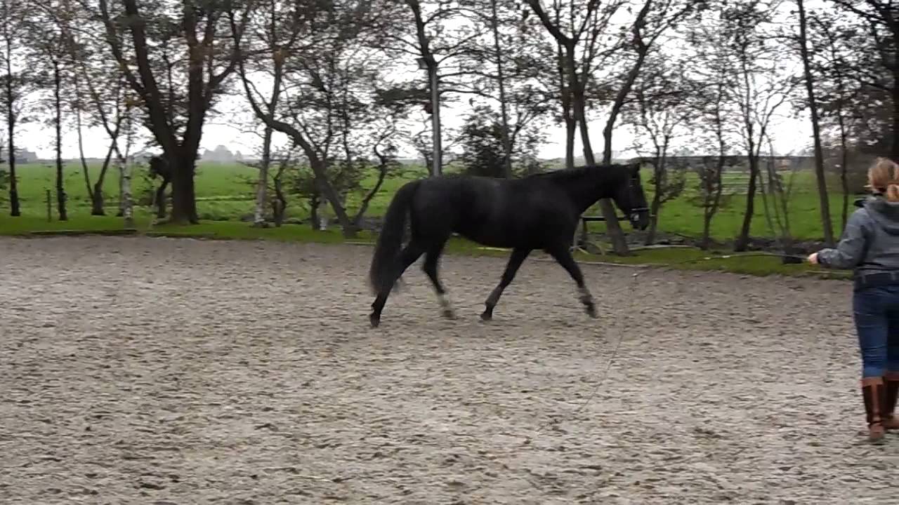 8-11-2013 eagle draf zonder longeerhulp