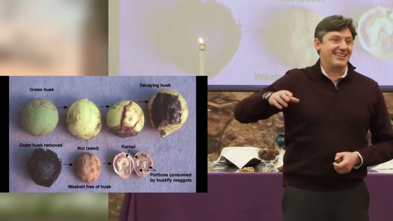 Among the Trees: The Walnut