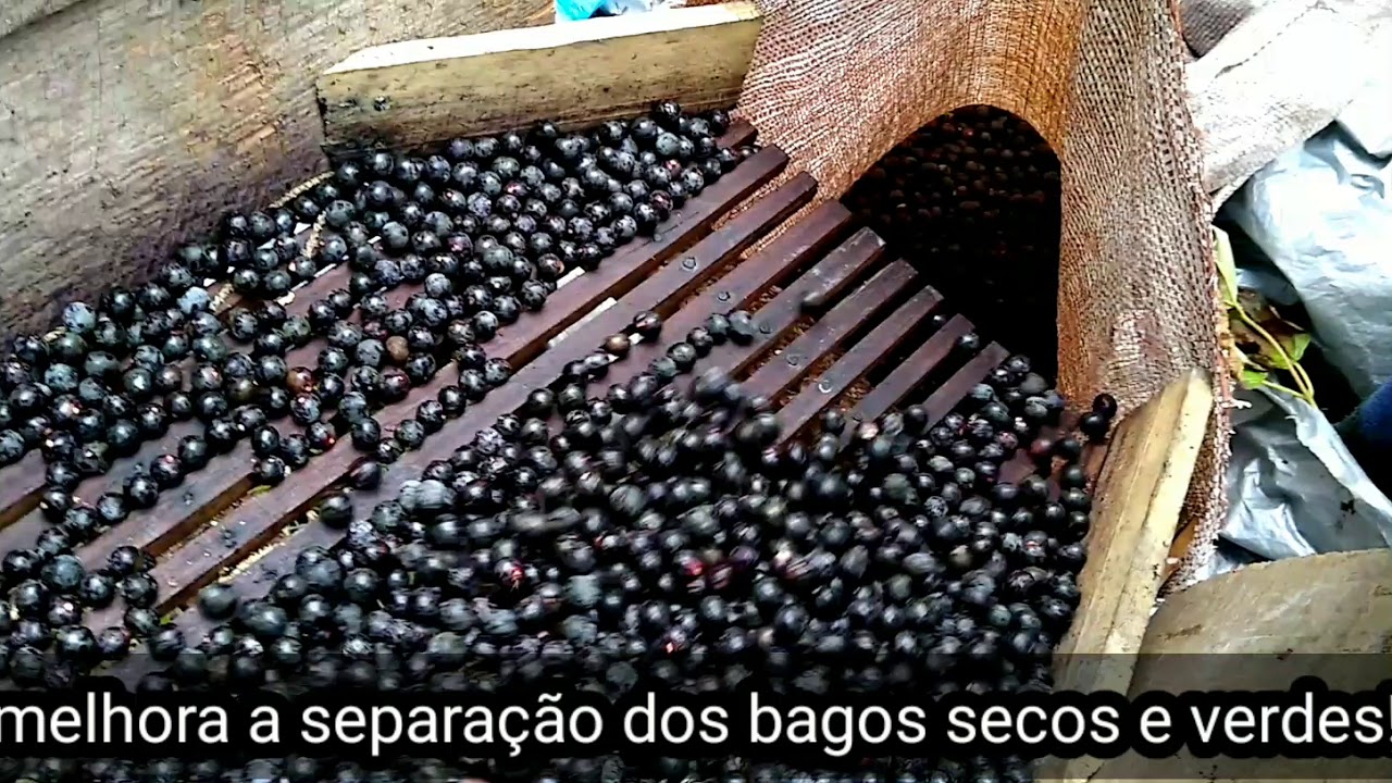 Como debulhar açaí de forma fácil, debulhadeira manual!