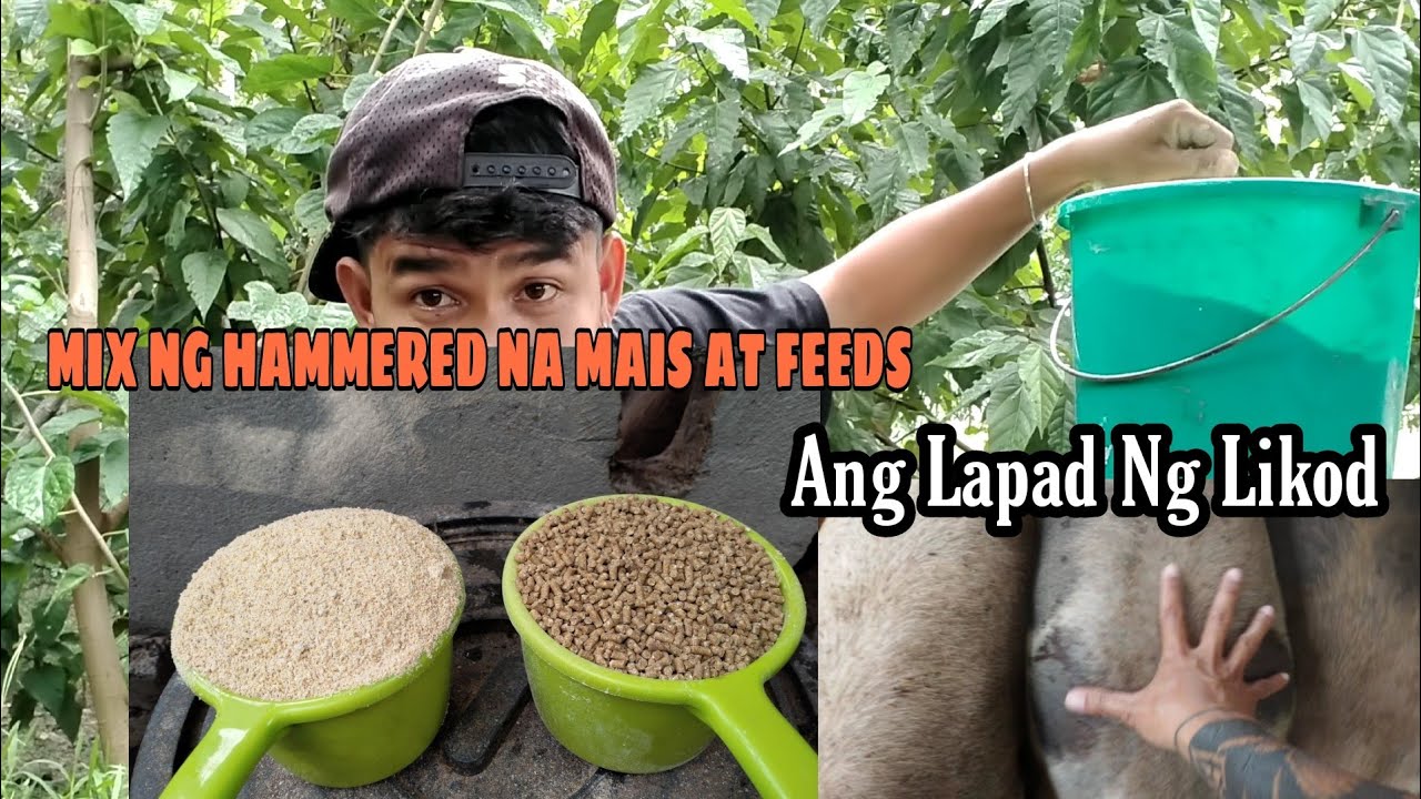 KUNG WALANG PPC? HAMMERED NA MAIS AT FEEDS - PINAGHALONG PAGKAIN NG BABOY | HOW TO MIX FEEDS