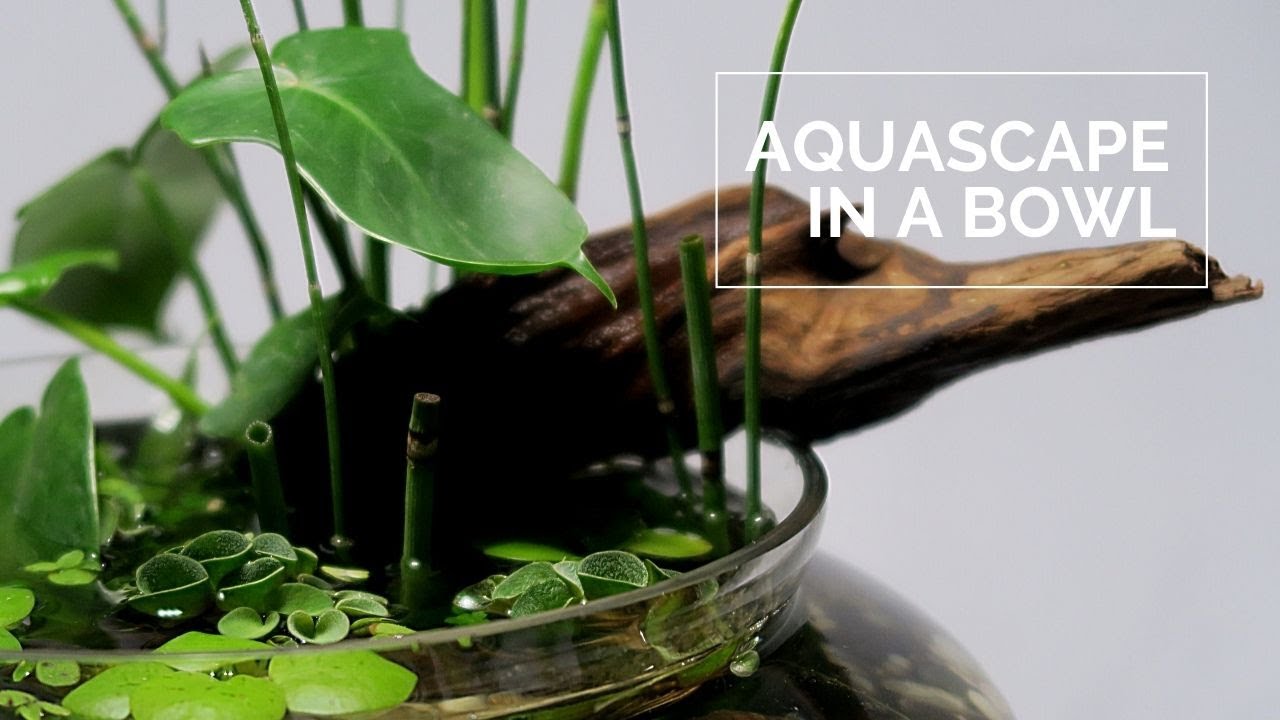 Pedestal Bowl Aquascape || Water Garden in a bowl || Miniature pond