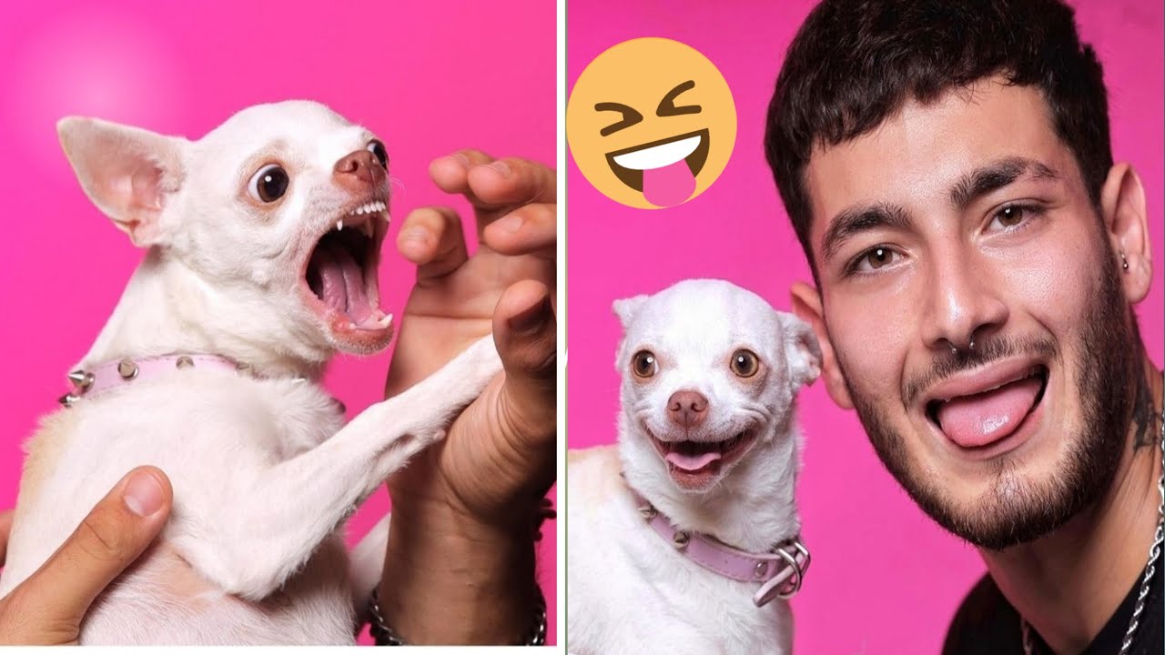 The most angry mreviatar nikki chihuahua dog compilation #6। Fanny chihuahua TV