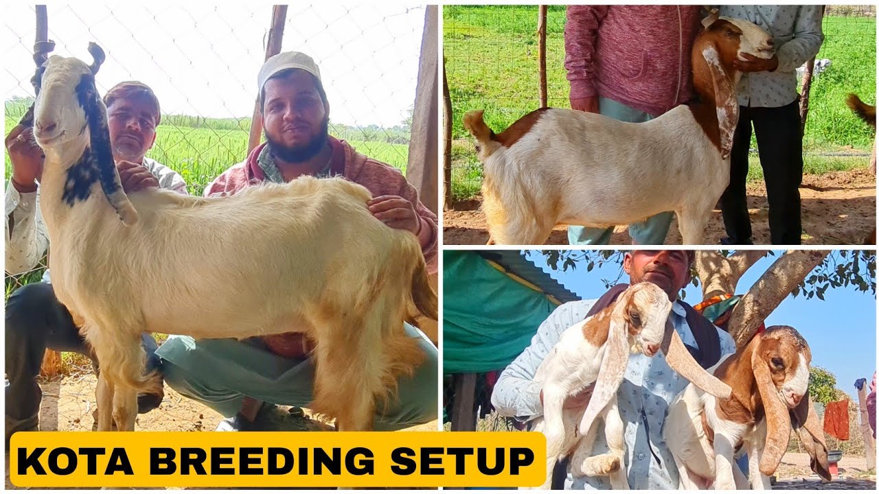 Kota Jungle Goat Series Part 4 | Pushpa & His Srivallis at Memon Goat Farm's Breeding Setup