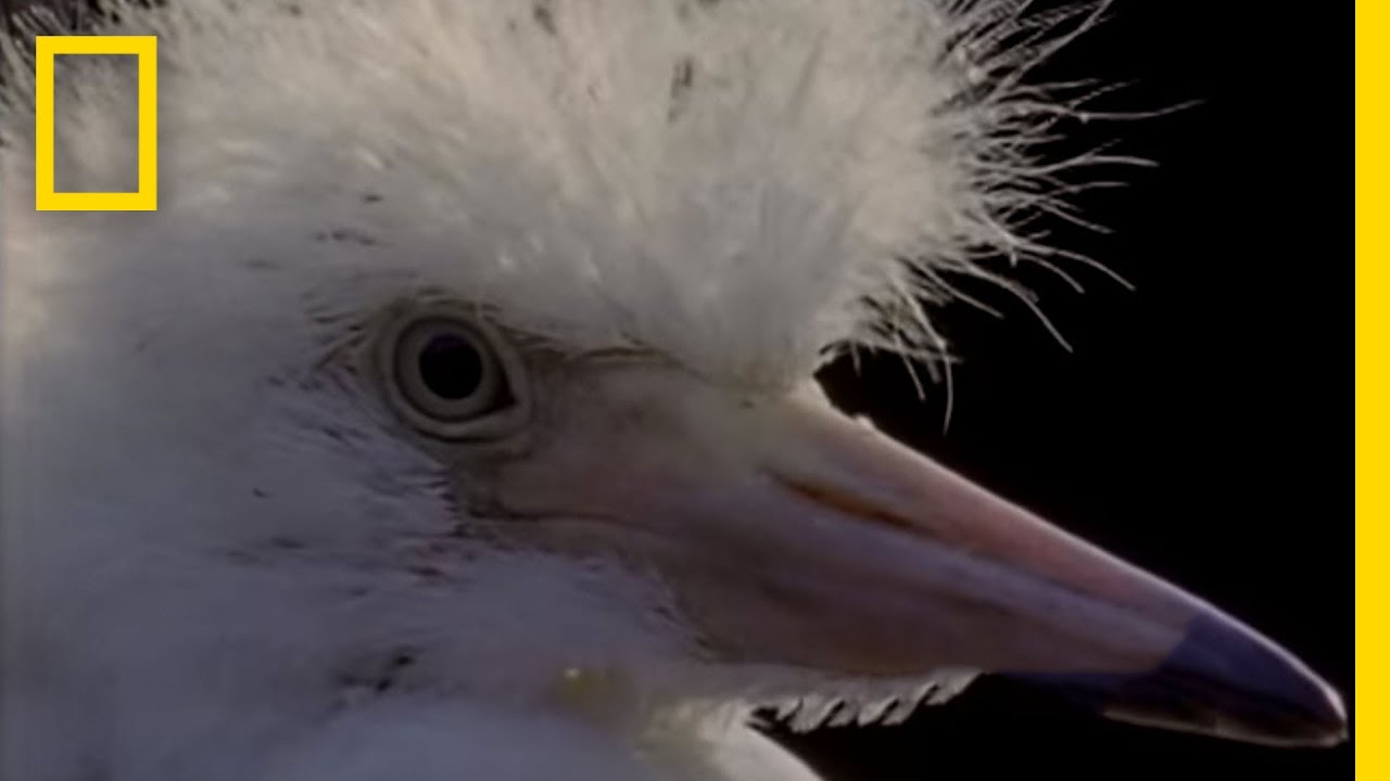 Snowy Egret's Nest | National Geographic