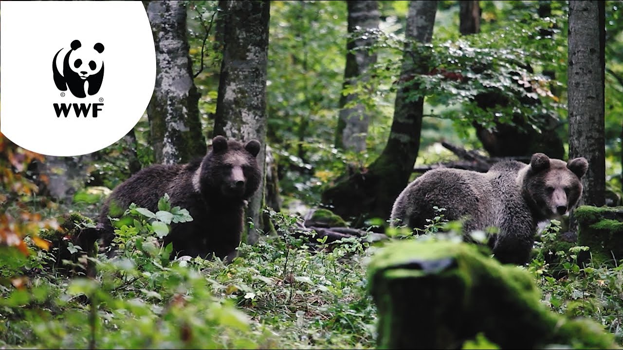De laatste wildernis van Europa