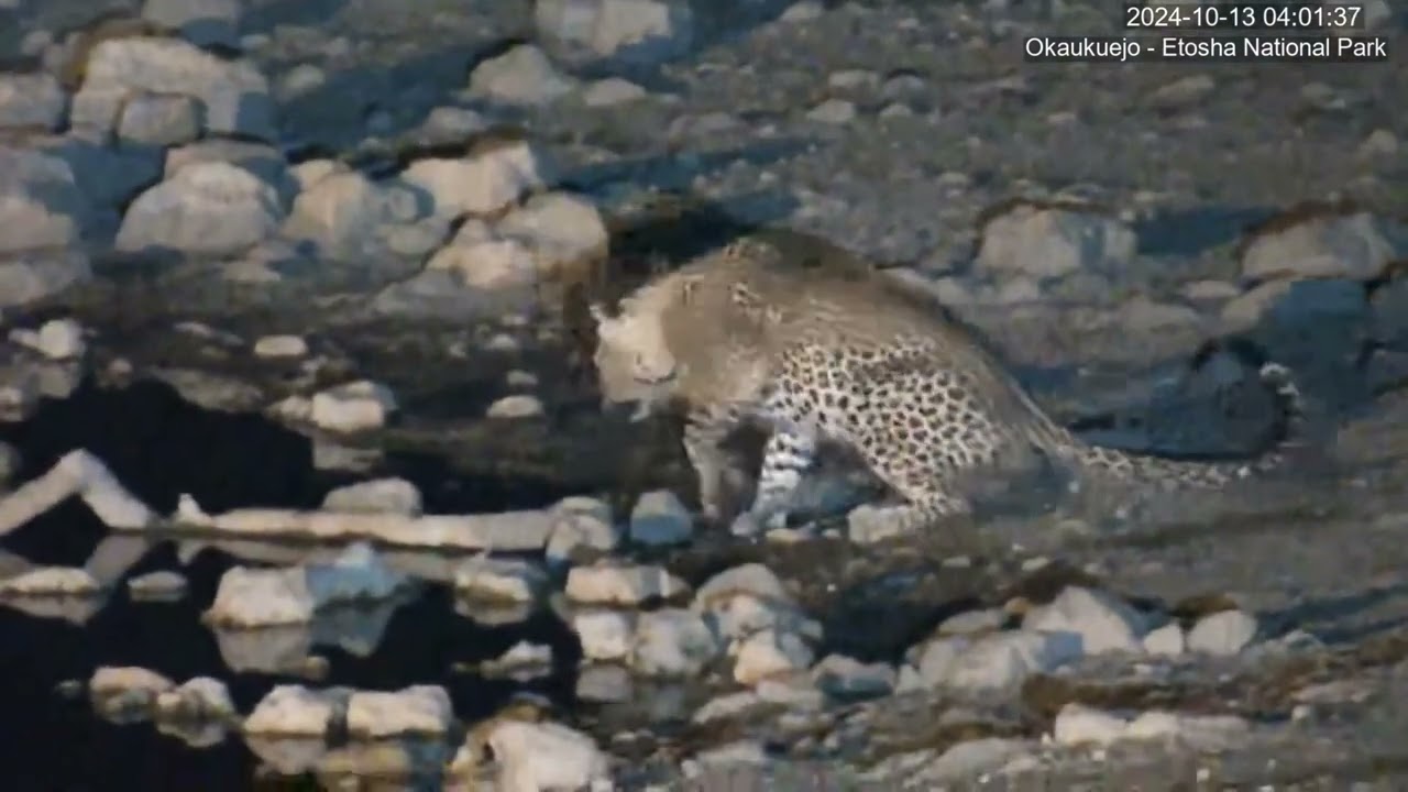 Leopard makes a visit. Okaukuejo, Namibia.